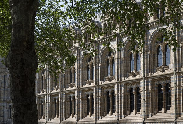 Natural History Museum or Museum of Natural History