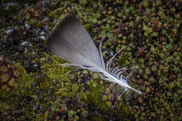 Feather