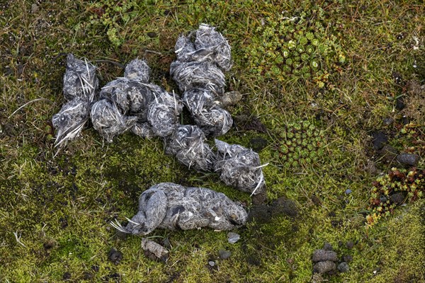 Polar bear faeces with feather