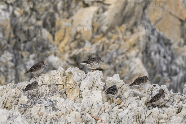 Purple Sandpiper