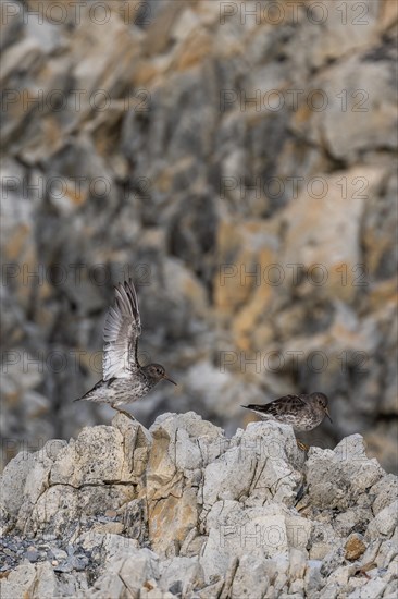 Purple Sandpiper