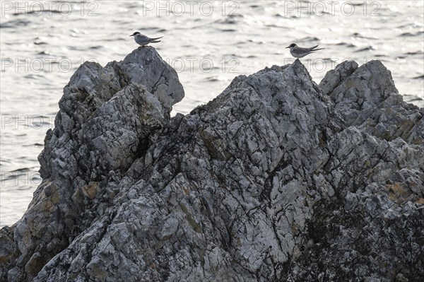 Arctic terns