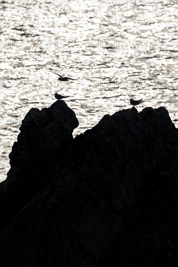 Arctic terns