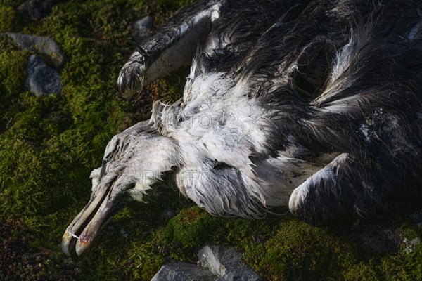 Dead Herring Gull