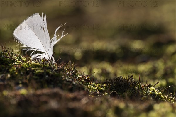 Feather in the backlight