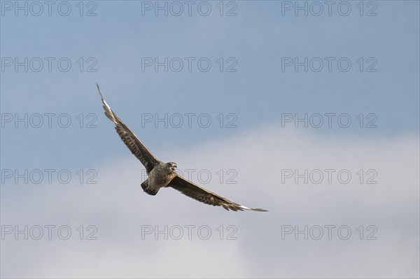 Great skua