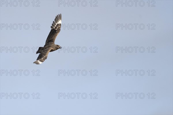 Great skua