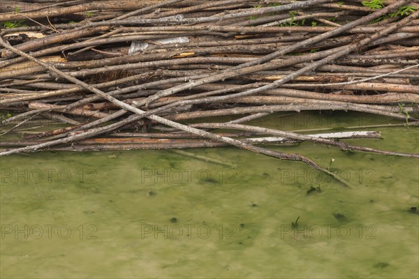 Pile of small discarded deciduous tree trunks in stagnant pool of greenish swampy water in summer