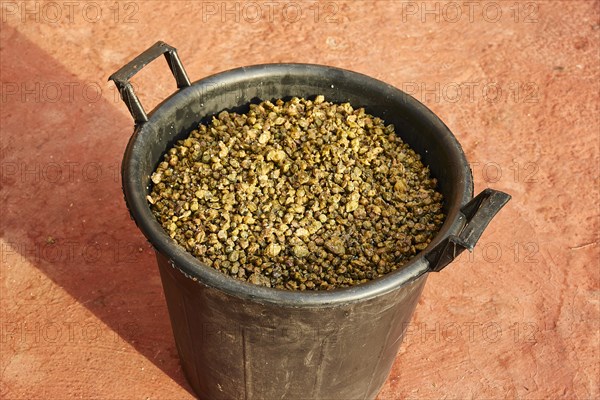 Bucket filled with capers