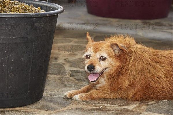 Bucket filled with capers