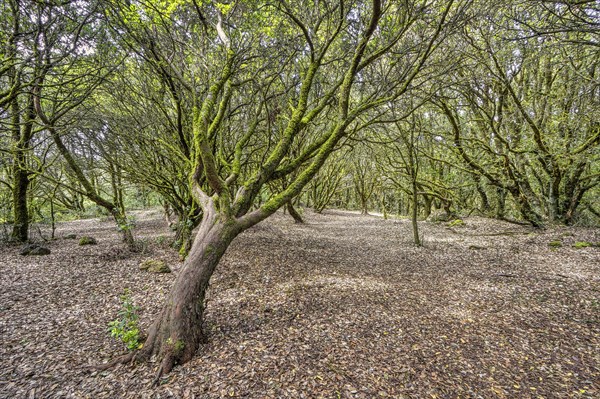 Enchanted Forest