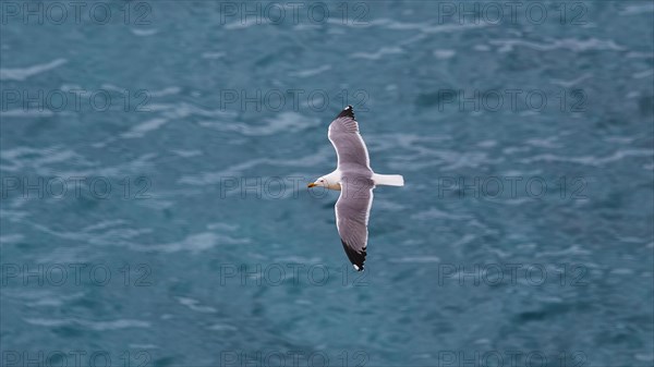 Seagull in flight