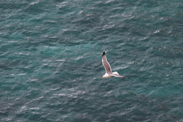 Seagull in flight