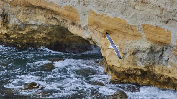 Seagull in flight