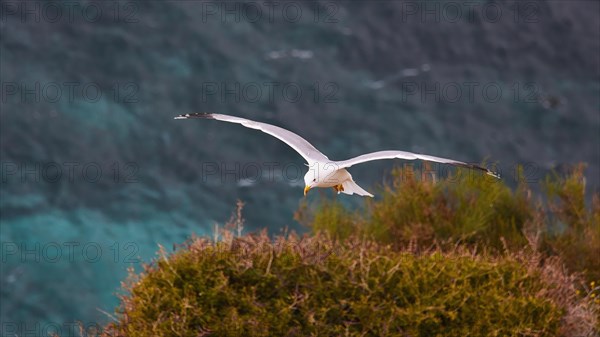 Seagull in flight