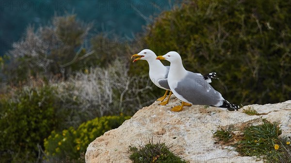 Two seagulls