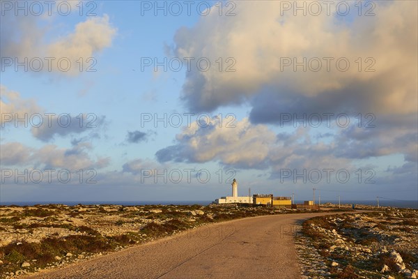 Evening light