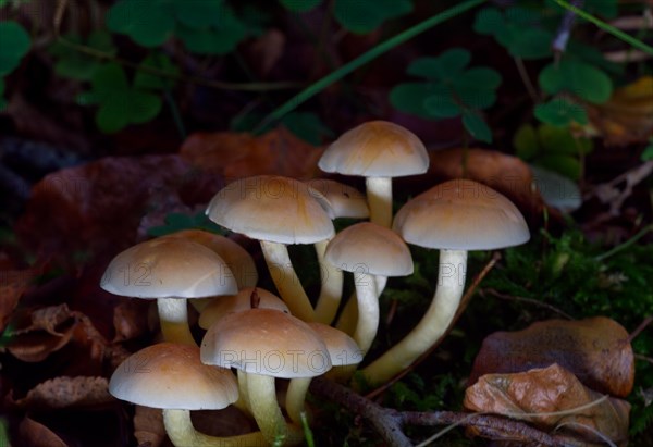 Sulphur tuft