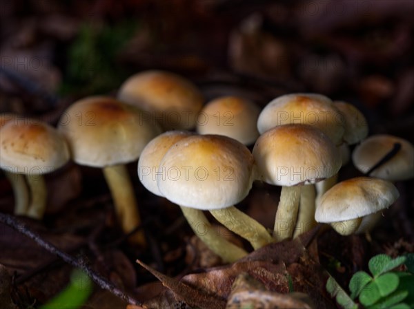 Sulphur tuft