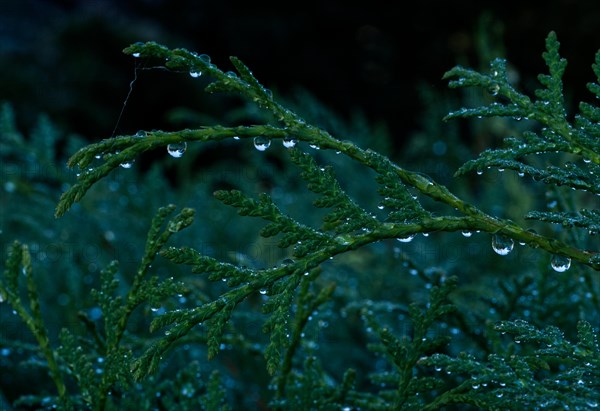 Thuja Tree of Life