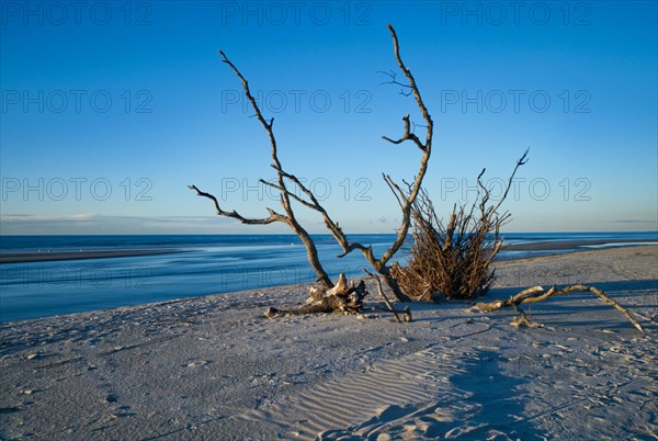 North Sea beach with driftwood near Tversted