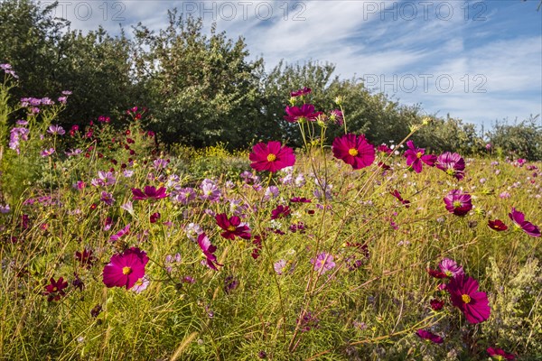 Flowering Comeos