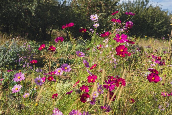 Flowering Comeos