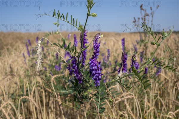 Fair-leaved vetch