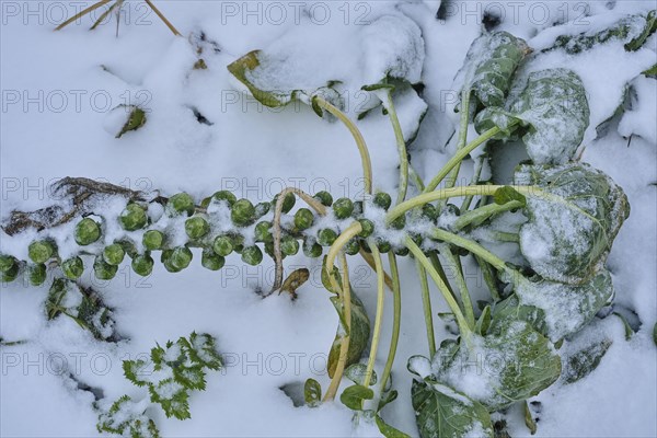 Brussels sprouts in the snow