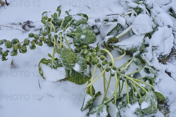 Brussels sprouts in the snow