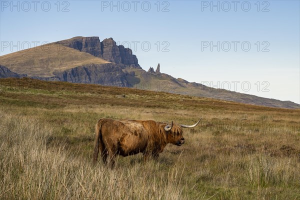 Scottish Highland Cattle