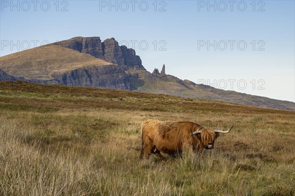 Scottish Highland Cattle