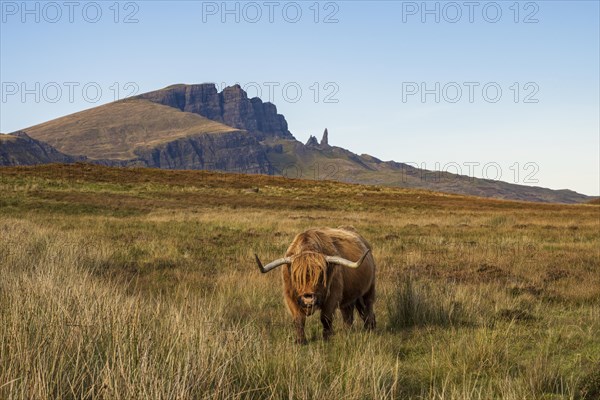 Scottish Highland Cattle