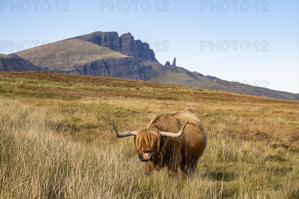 Scottish Highland Cattle