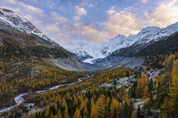 Autumn larch forest in front of Morteratsch glacier