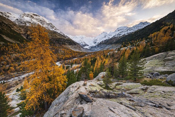 Autumn larch forest in front of Morteratsch glacier