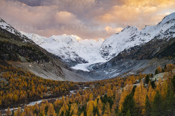 Autumn larch forest in front of Morteratsch glacier