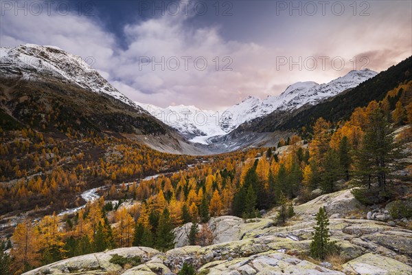 Autumn larch forest in front of Morteratsch glacier