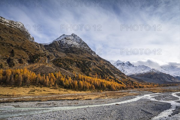 Golden larches