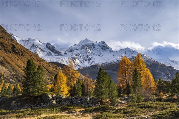 Golden larches in front of snow-covered mountains