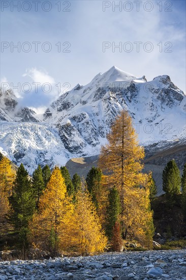 Golden larches in front of snow-covered mountains