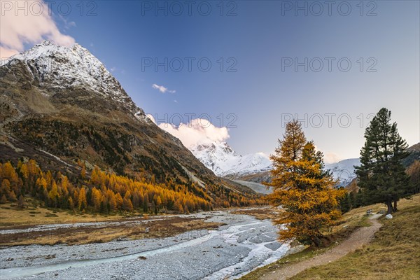 Golden larches