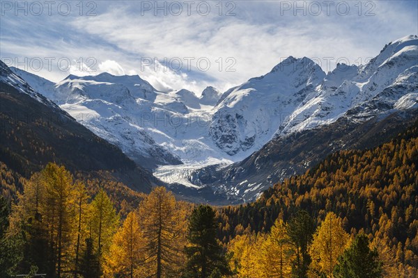 Autumn larch forest in front of Morteratsch glacier