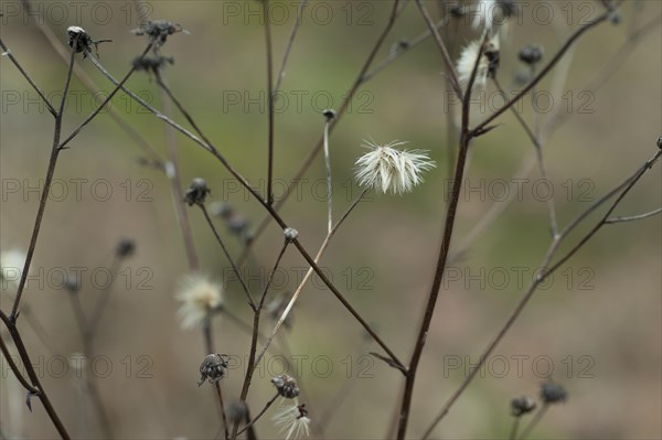 Withered flowers of a composite flower in winter