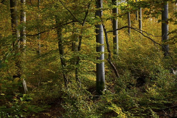 Beech forest in autumn