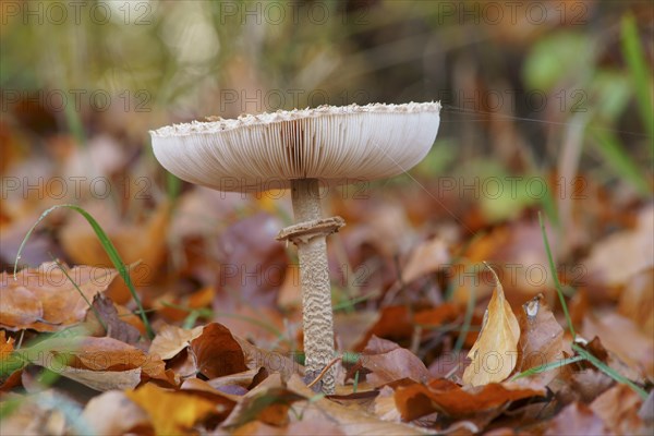 Parasol mushroom