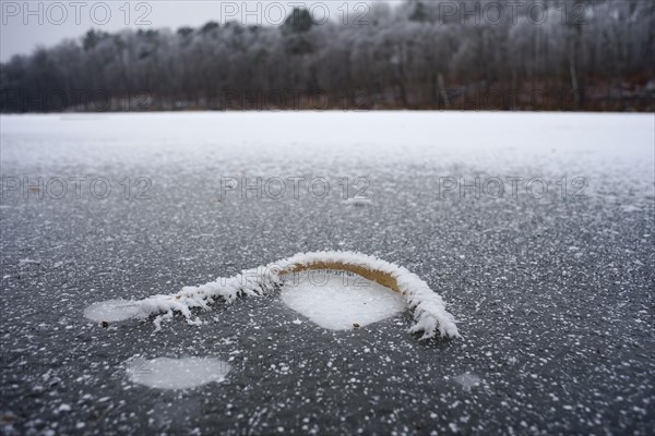 An icy leaf on a frozen lake. Brandenburg