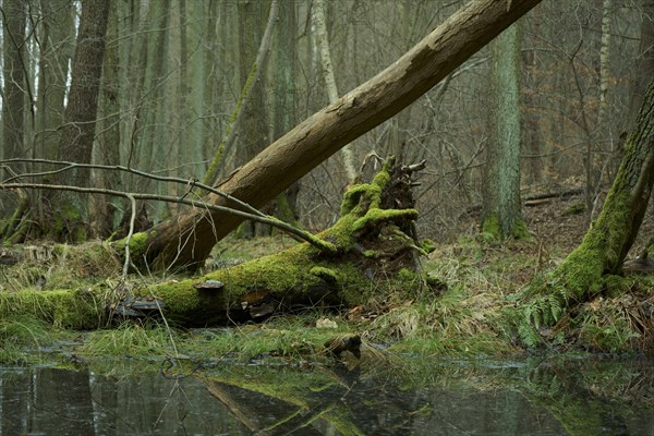 A fallen tree covered in moss and fungi in an alder swamp forest. Alder