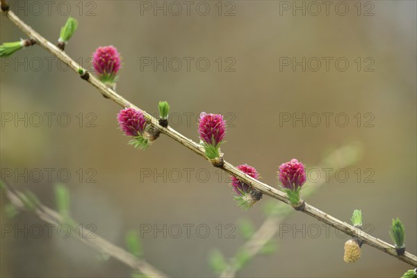 Pink cones on a branch of a European