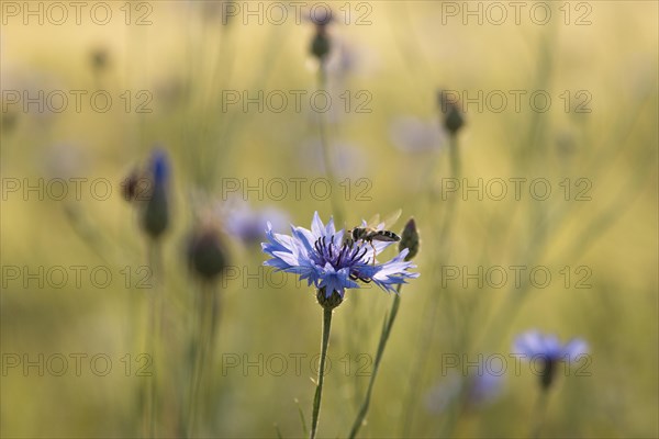 A hoverfly sits on a flower of a cornflower